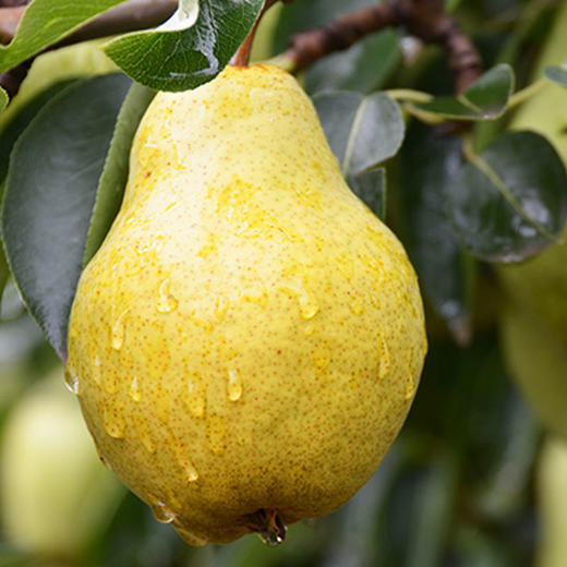 新鲜香蕉梨香甜软糯多汁一份两个约0809斤水果