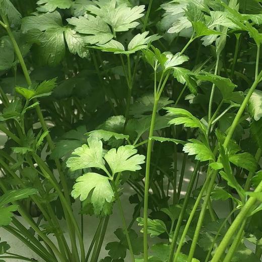 欧芹parsley250g袋