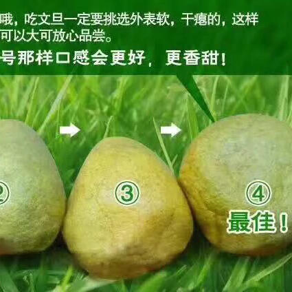 老树台湾麻豆文旦柚，中秋必吃，时间越久越好吃，越丑越好吃，经过时间魔法的沉淀，那个干瘪的是最甜的，很甜肉质细嫩柚香醉人。 商品图4