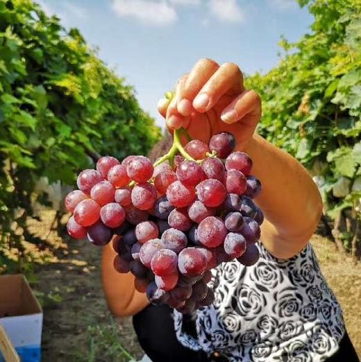 天津玫瑰香葡萄(6斤装)