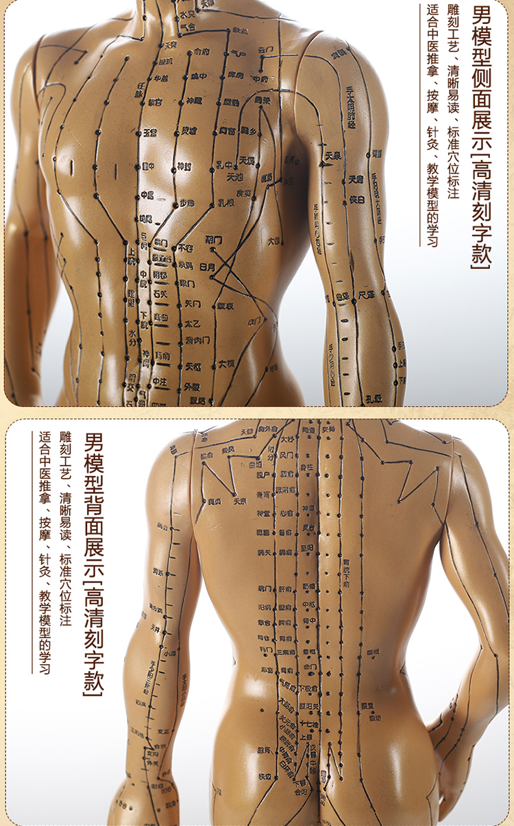 中医针灸人体模型48cm50cm男女模型清晰经络小人体针灸穴位模型