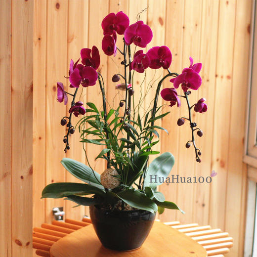 3株紫红色蝴蝶兰