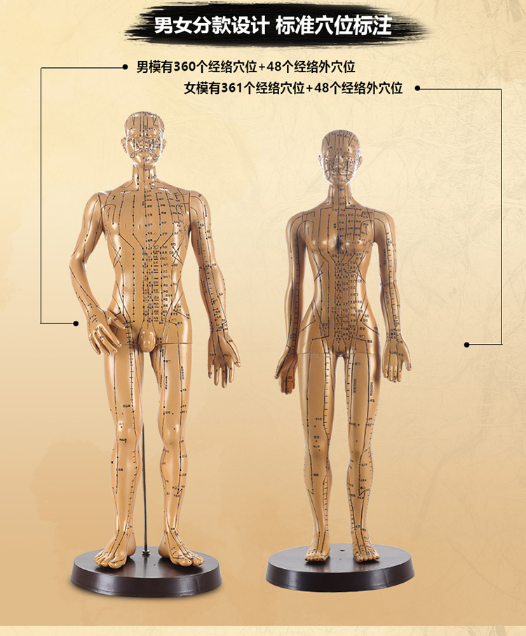 中醫針灸人體模型48cm50cm男女模型清晰經絡小人體針灸穴位模型