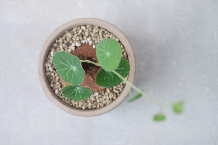 泰国进口 圆叶山乌龟(一物一拍)