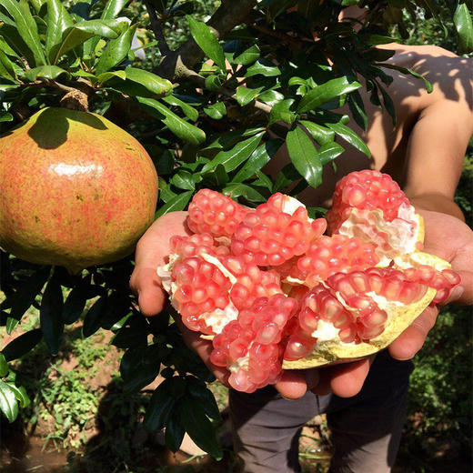 云南蒙自水晶石榴果皮厚度适中易剥离果籽饱满水份足营养丰富好吃恰时