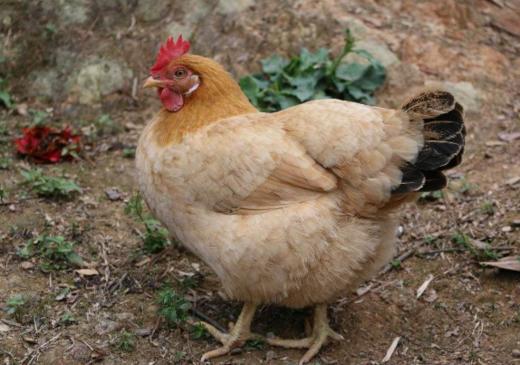 千岛湖散养土鸡  老母鸡 商品图2