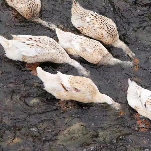 千岛湖老麻鸭 商品图1