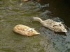 千岛湖老麻鸭 商品缩略图2