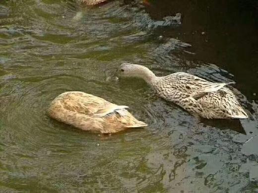 千岛湖老麻鸭 商品图2