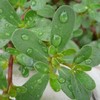 生态马齿苋 | 绿家自产* Eco-Purslane | Self-production 商品缩略图0