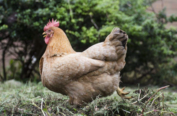 千岛湖散养土鸡  老母鸡