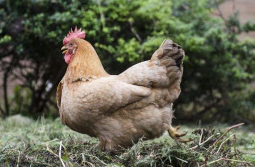 千岛湖散养土鸡  老母鸡 商品图0