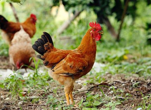 千岛湖散养土鸡  老母鸡 商品图3