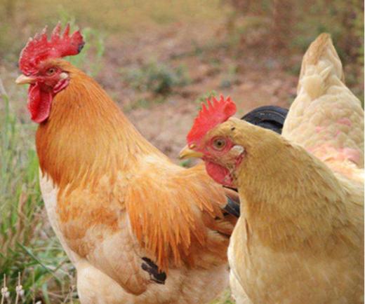 千岛湖散养土鸡  老母鸡 商品图1