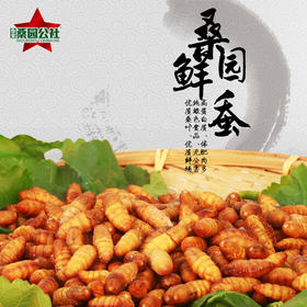 【桑园公社】桑园鲜蚕蛹