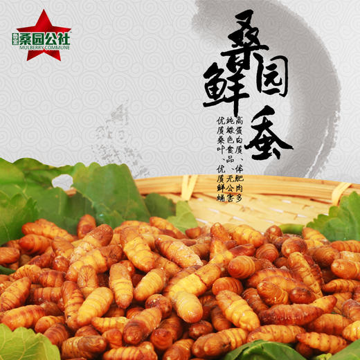 【桑园公社】桑园鲜蚕蛹 商品图0