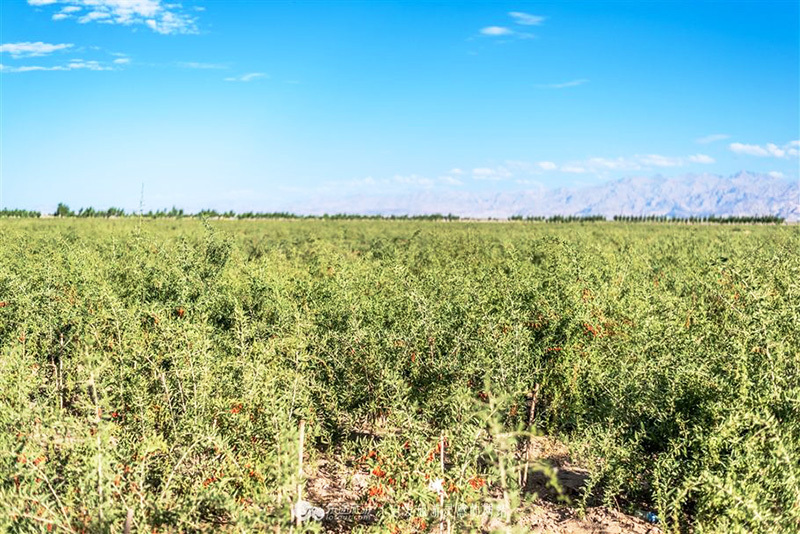 堂前| 青海诺木洪野生黑枸杞
