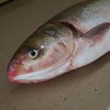 生态白鲢鱼 | 绿家自产* Eco-bighead silver carp | Self-production 商品缩略图2
