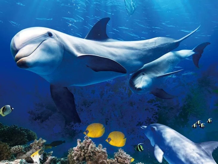 39元起抢购海洋馆12月21-12月25圣诞专场票(美人鱼表演 全景海底隧道