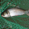 生态白鲢鱼 | 绿家自产* Eco-bighead silver carp | Self-production 商品缩略图0