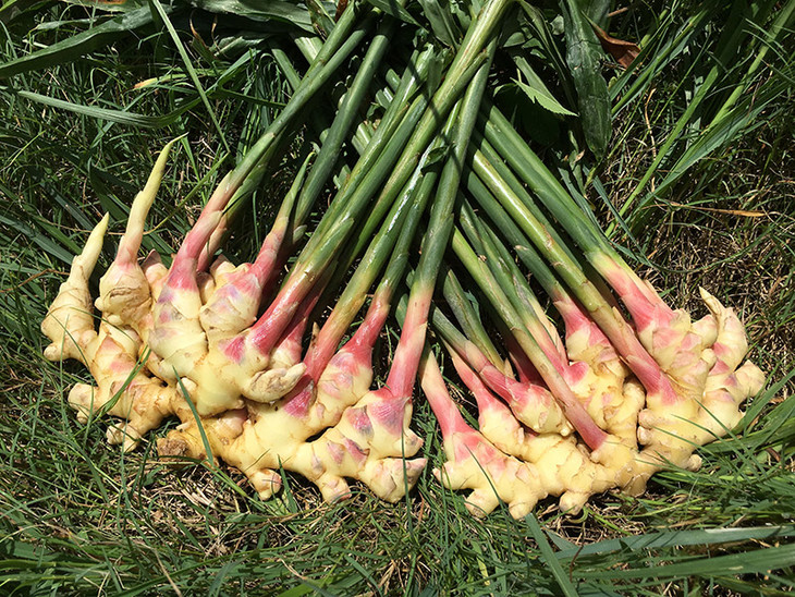 限量500份国家农产品地理标志永康特有五指姜新鲜开挖啦