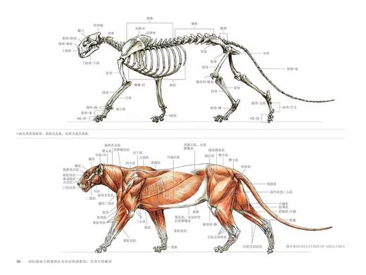 现货国际插画大师惠特拉奇的动物画教程：艺用生物解剖绘画动物绘本 生物设计艺术设计插画创意绘画美术技法教程线路构思书籍 商品图3