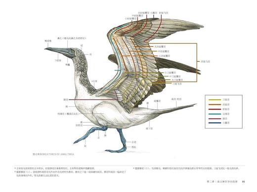 现货国际插画大师惠特拉奇的动物画教程：艺用生物解剖绘画动物绘本 生物设计艺术设计插画创意绘画美术技法教程线路构思书籍 商品图4