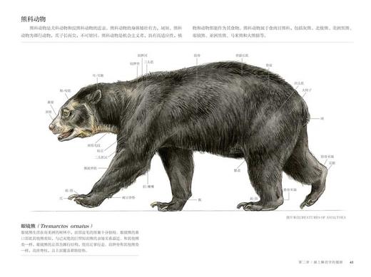 现货国际插画大师惠特拉奇的动物画教程：艺用生物解剖绘画动物绘本 生物设计艺术设计插画创意绘画美术技法教程线路构思书籍 商品图2