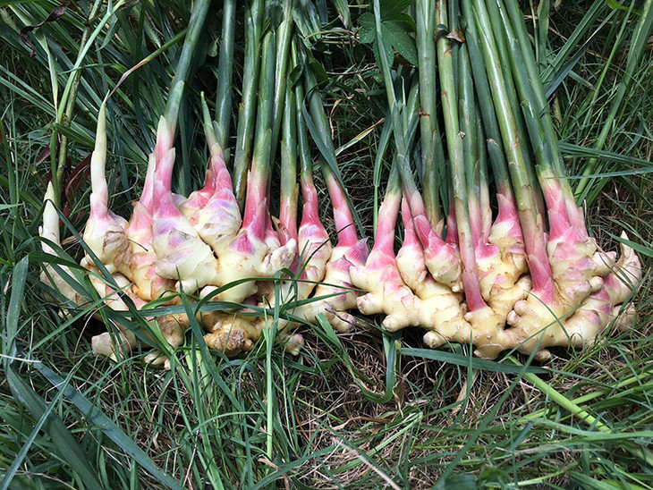 限量500份国家农产品地理标志永康特有五指姜新鲜开挖啦