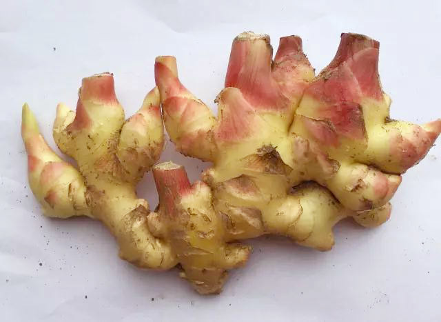 限量500份国家农产品地理标志永康特有五指姜新鲜开挖啦