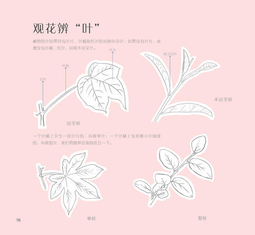 花开素颜：素描+色彩私享手绘课 水彩教程花之绘手绘色铅笔入门彩绘彩铅水彩植物花之绘清新花草素描绘画美术实用教程成人绘画 商品图3