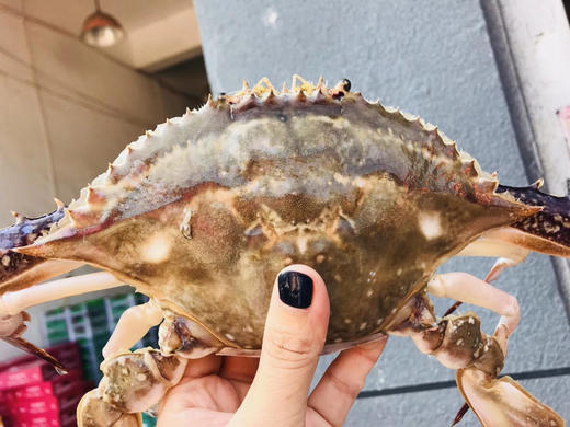 【预售第十轮，5号周五配送】2025舟山野生流网深海梭子蟹，极速送达保鲜不保活介意慎拍 商品图1