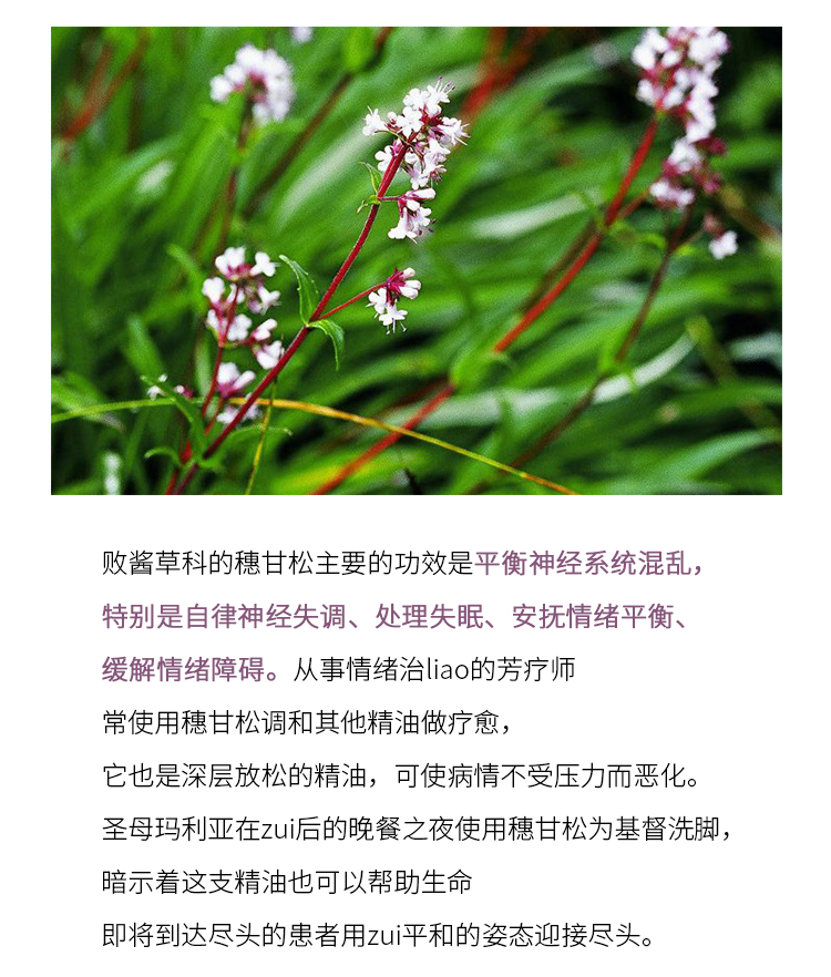 穗甘松精油自律神经失眠压力紧张肝