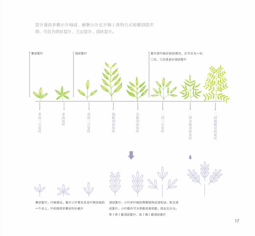 花开素颜：素描+色彩私享手绘课 水彩教程花之绘手绘色铅笔入门彩绘彩铅水彩植物花之绘清新花草素描绘画美术实用教程成人绘画 商品图2