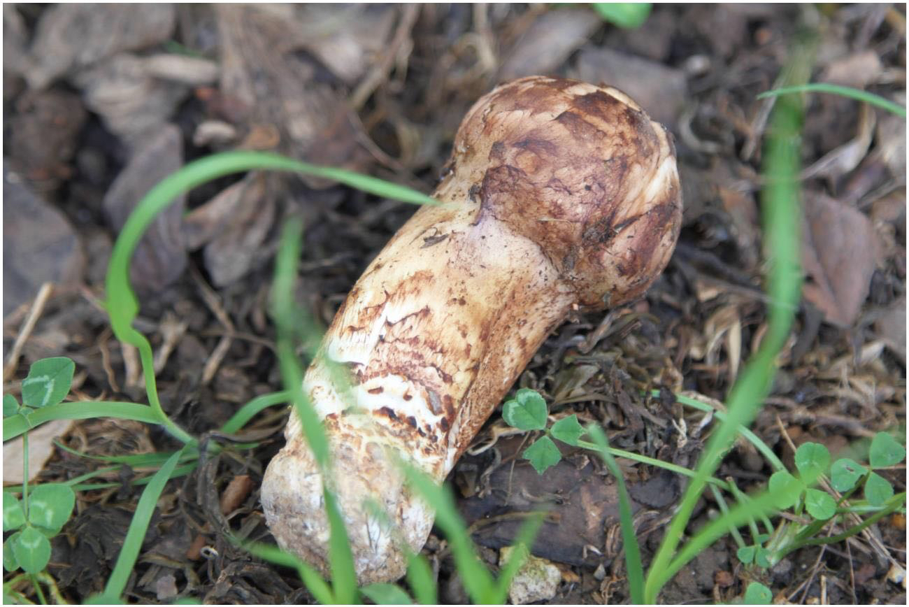 下单后采摘到好货就发雅江一级松茸无虫眼未开伞菌膜未破人间极品不能