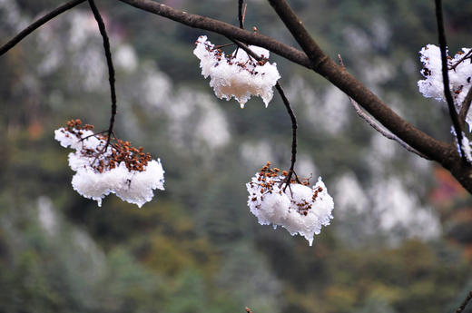 01.27出发【湖南莽山】雪雾、冰挂风光3天摄影 商品图4