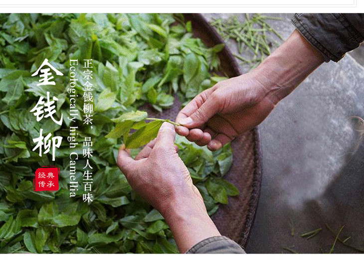 贵州特产金钱柳茶叶养生茶100g盒