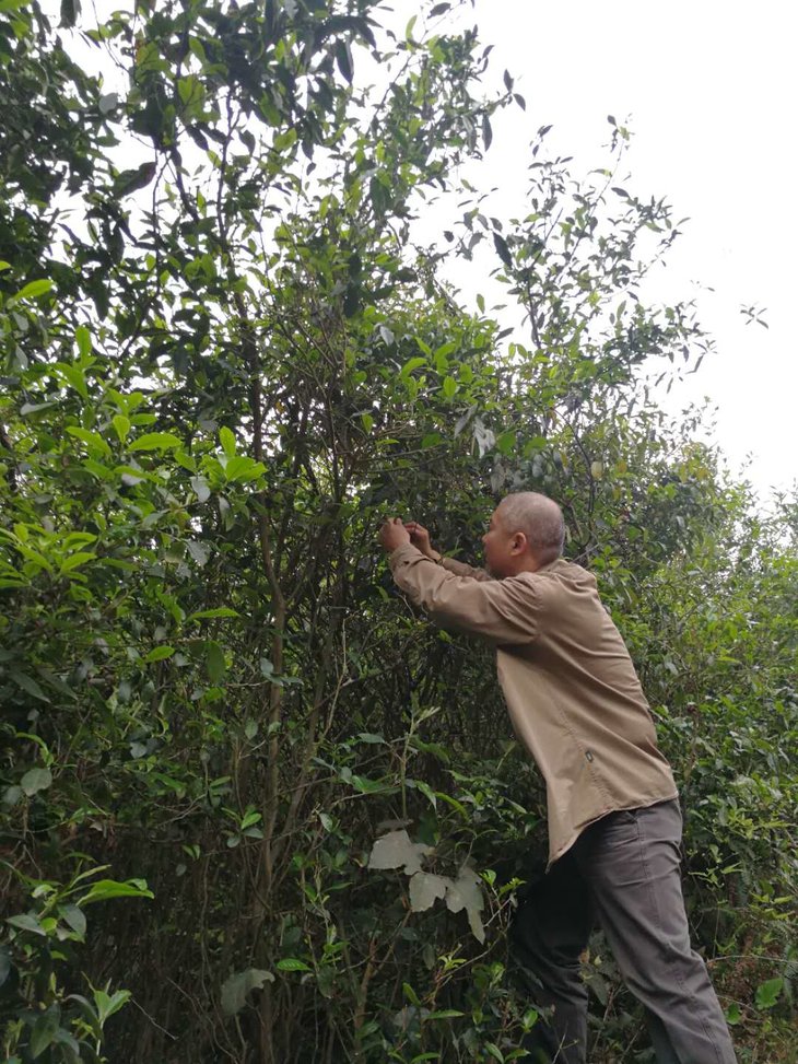 鹿岗山荒野老枞寿眉