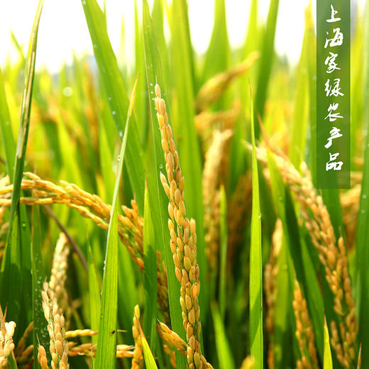 【新大米】家绿松江大米 上海市包配送（崇明除外） 商品图7