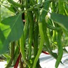 有机线椒 | 绿家自产*Organic Line pepper | Self-production 商品缩略图0