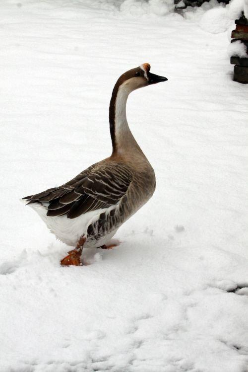 预售1120之后发货天然踏雪肥鹅净重7斤以上138元包括肝心鹅珍