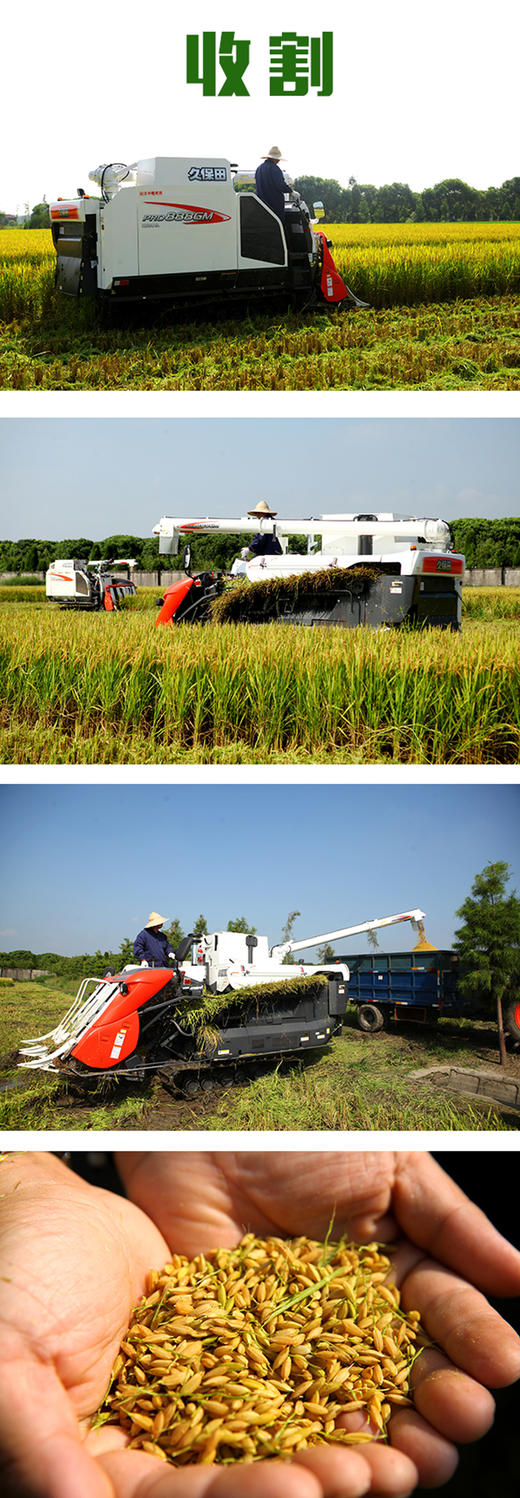 【新大米】家绿松江大米 上海市包配送（崇明除外） 商品图4