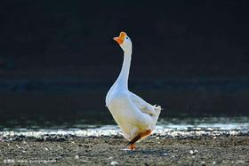 【集中团购送货上门】后院散养踏雪鹅，足足散养260天以上，炖起来嘎嘎香（包括心肝胗）