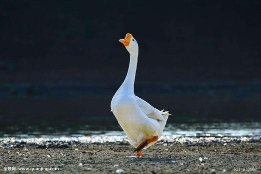 【集中团购送货上门】后院散养踏雪鹅，足足散养260天以上，炖起来嘎嘎香（包括心肝胗） 商品图0