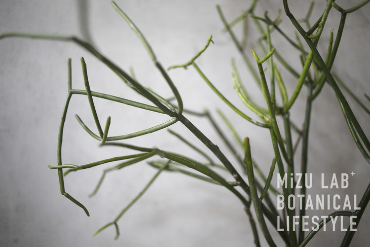 超美沙漠植物-青珊瑚 pencil cactus