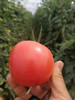 【顺丰发货】原生态西红柿番茄 大糖西柿 商品缩略图2
