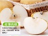 山东秋月梨，皮薄多汁，清甜爽口：（精品8个礼盒装/6个装） 商品缩略图3