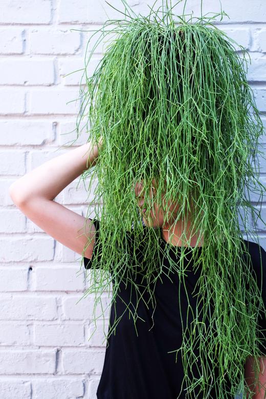 雨林仙人掌丝苇