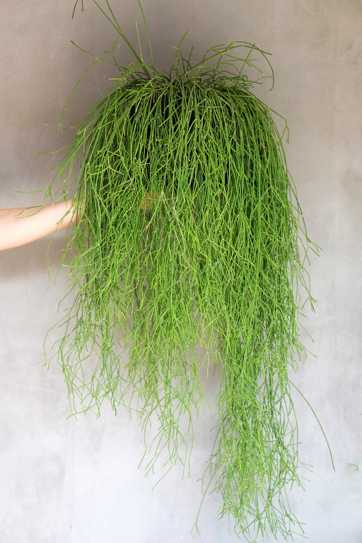 雨林仙人掌丝苇