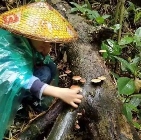 产地直邮：云南半野生干香菇|临沧（500g） 商品图3